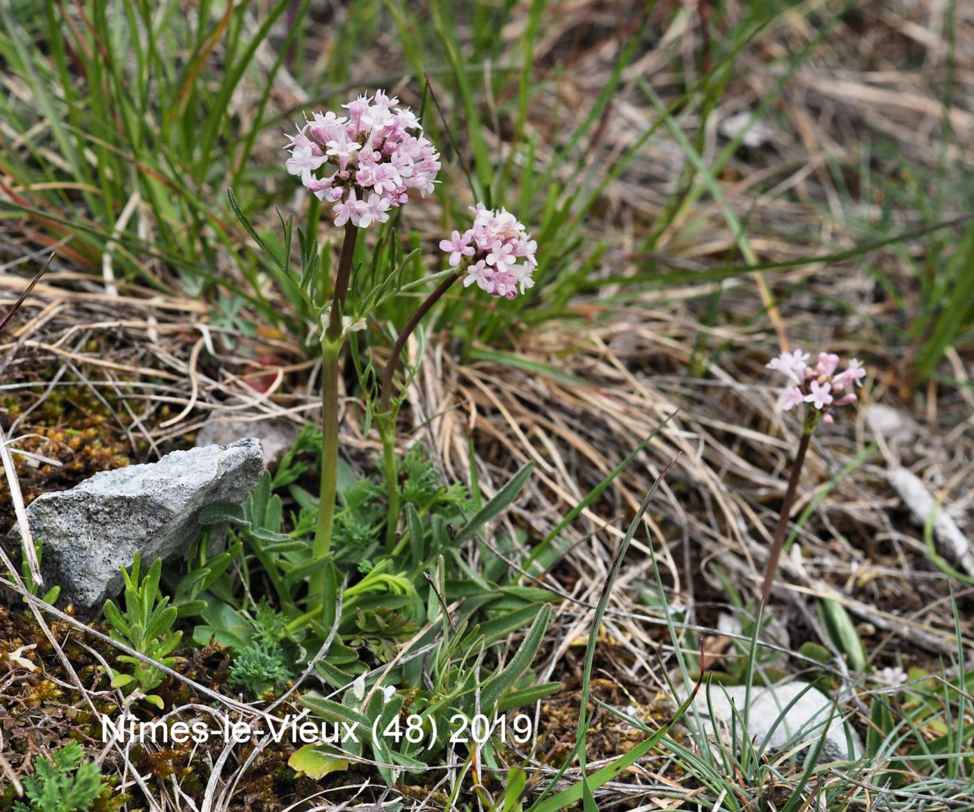 Valerian, Tuberous plant